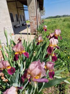 Cascina Robusta three-room apartment Box Private parking - Sospiro - 9