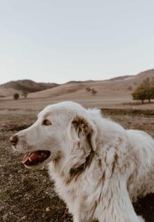 Honeysuckle Escape by Tiny Away - Gundagai - 1