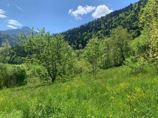 Maison de charme sur le plateau du Vercors au calme dans un véritable écrin de verdure - Engins - 5