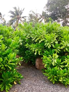 Samaragiri - Galle - 3
