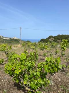 Les Oliviers Villa with Sea view on Petani Beach - Vovikes - 5