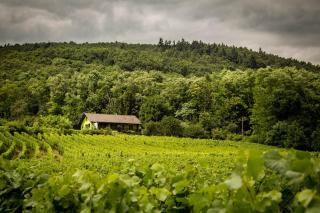 Gîte du WEINBAUM - 0