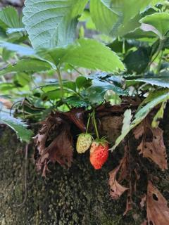 KODAI RiYA FRAME CASTLE - 2
