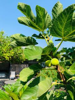 The Cottage in the Citrus Grove - 2