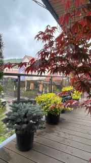 Brasov Loft - Braşov - 4