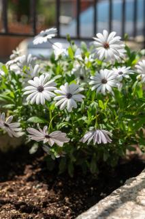 Silot apartment 4 - 7