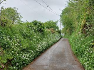 Swallows Rest Cottage - 3 Bedrooms - Nr Looe - Looe - 5