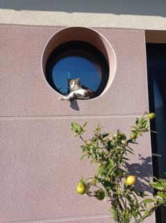Catzen - Pleurtuit - 9