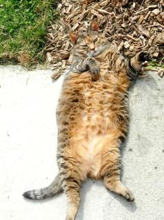 Catzen - Pleurtuit - 1