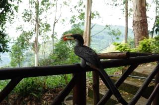 The Nirwana cottage - 9