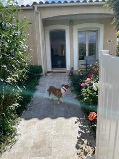 House in a rural village surrounded by vinyards - 7