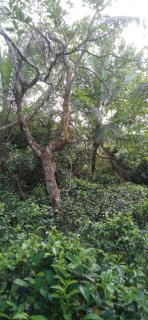 Home stay - Elpitiya - 9