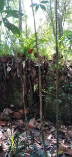 Home stay - Elpitiya - 8