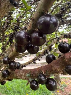 Sítio Chã do Cajá - 8