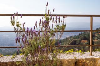 Bastide Saint-Honorat - Grasse - 2