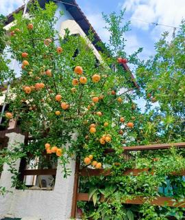 Iresioni Traditional villa - Vourvourou - 7