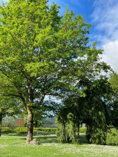 Villa La Dogana - Pool, Large Park, for Groups - San Secondo - 3