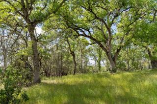 BottleRock Farm 80acre Resort with Alpacas, Lake, Hot Tub - Kelseyville - 4