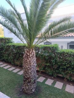 A quiet place in Albufeira - Bicas - 4