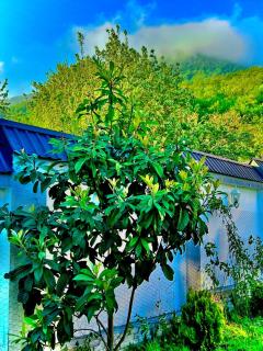 Qafqaz Mount Breath Chalet - 6