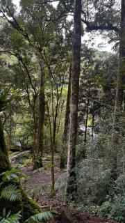 Entre Árboles Lodge - San Gerardo de Dota - 6
