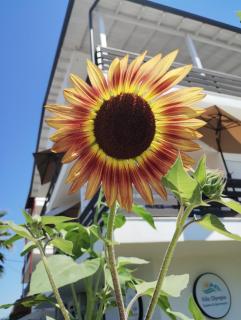 Villa Olympia - Paralia Katerinis - 7