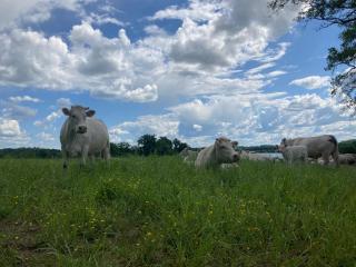 Gîte à la campagne au bord d'un Lac 8 personnes - Saint-Quentin-sur-Charente - 6