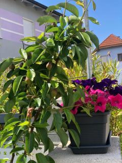 Beautiful 4-Bed House in the Weinviertel - 2