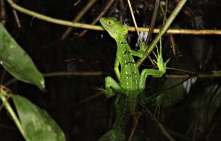 Chilamate Jungle View - Tortuguero - 9