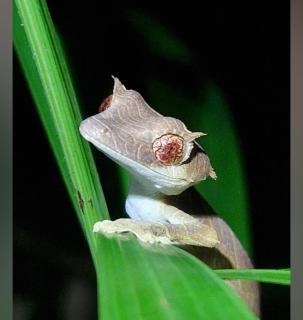 Djema Forest - Nosy Be - 9
