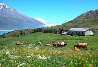 Chalet d'alpage de Savalin à 2000 mètres d'altitude au lac du Mont-Cenis - Val Cenis - 0