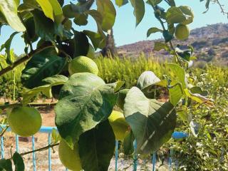 The Orangerie Mountain Village House - 9