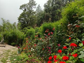 HimWanderer Camps & Cottages Pangot - 2