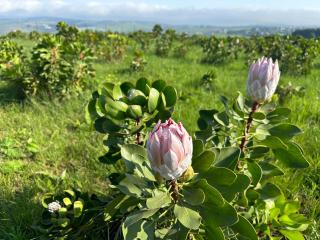 Breathtaking Kzn Midlands - The Protea Chalets - - 0