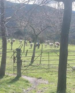 Quinta do Tojos - Bicas - 7