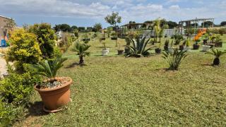 B&B L'Albero d'Oro - Sava - 0