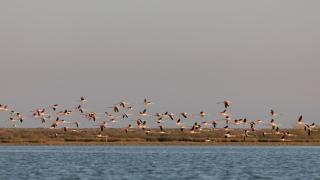 Flamingo Living Halkidiki - The Villas - Agios Mamas - 3