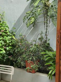 le studio des manguiers - Saint-Denis - 8