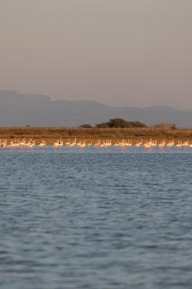 Flamingo Living Halkidiki - The Villas - Agios Mamas - 1