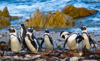 Whale Tails - Kleinmond - 6