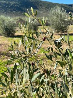 Nama Klein Karoo - Oudtshoorn - 9