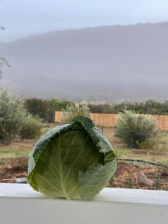 Nama Klein Karoo - Oudtshoorn - 7