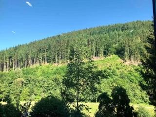 Im Herzen der Natur - Neubulach - 4