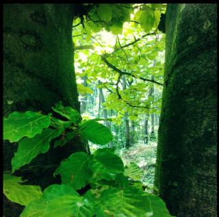 Deep Forest House - - 2