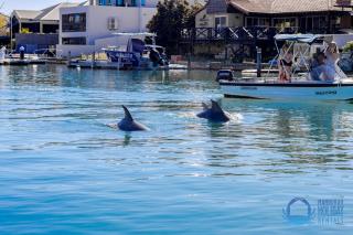 Dolphin Retreat in Halls Head - Mandurah - 0