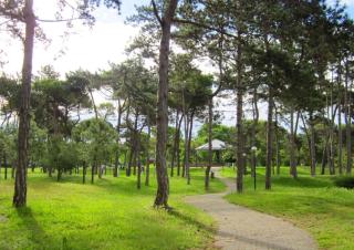 Apartments in Lignano 21633 - Lignano Sabbiadoro - 8