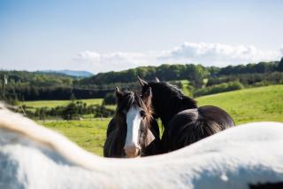 Clissmann Farm Shepherds Hut - Rathdrum - 2