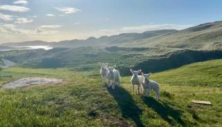 Eco Crofter's Wagon by the Sea - Off Grid Experience - No electricity - As seen soon on Netflix - Oldshoremore - 4