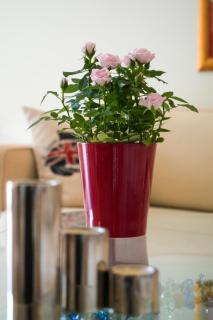 The Lucky Apartment - 1