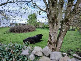 Riverlane Apartment Westport - Knappagh - 8